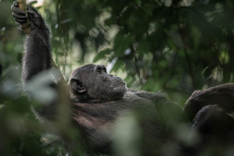 Uganda Chimpanzee Trekking Safaris