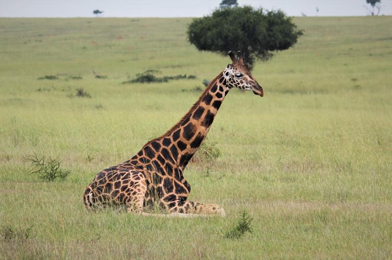 8 Days Uganda Safari