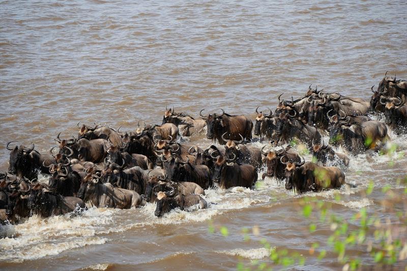 Wildebeest migration in Kenya