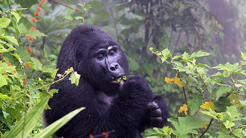 Gorilla families in Bwindi impenetrable N/park