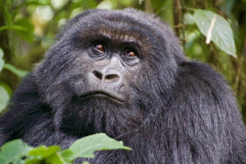 Best time to do gorilla trekking in Rwanda