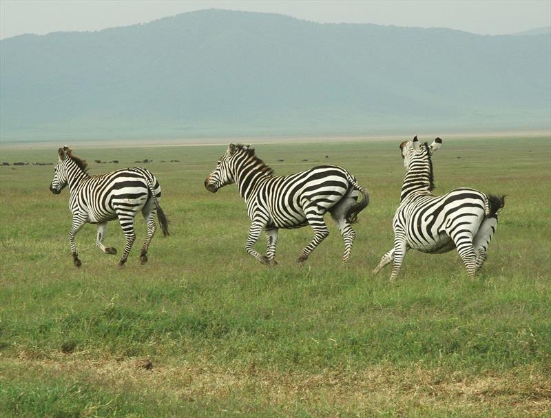 12 days Tanzania comprehensive safari