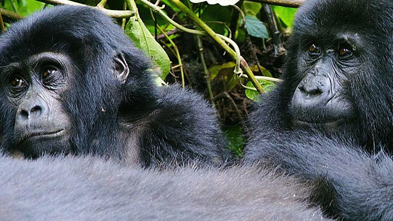 Gorilla families in Mgahinga National Park