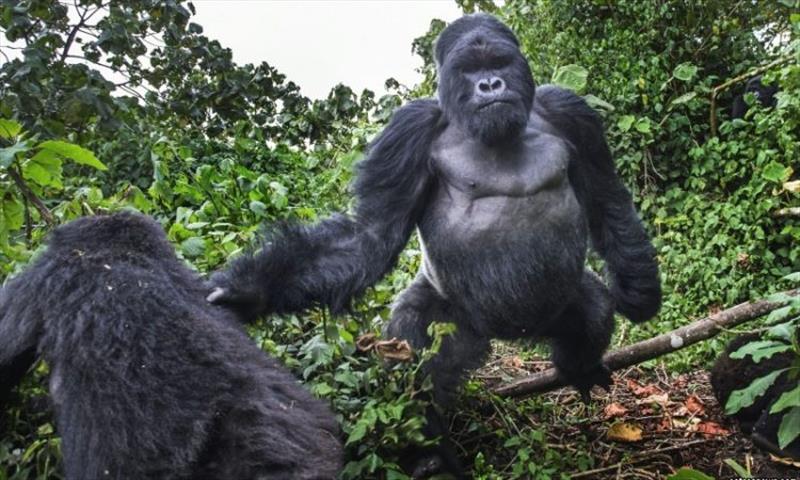 Combined gorilla tours Uganda Rwanda and DRC
