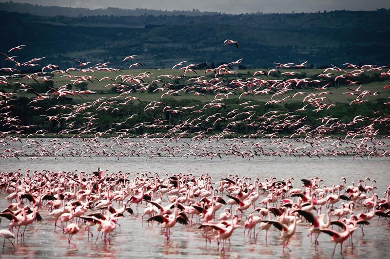 6 Days Arbadares Nakuru Naivasha and Mara safari