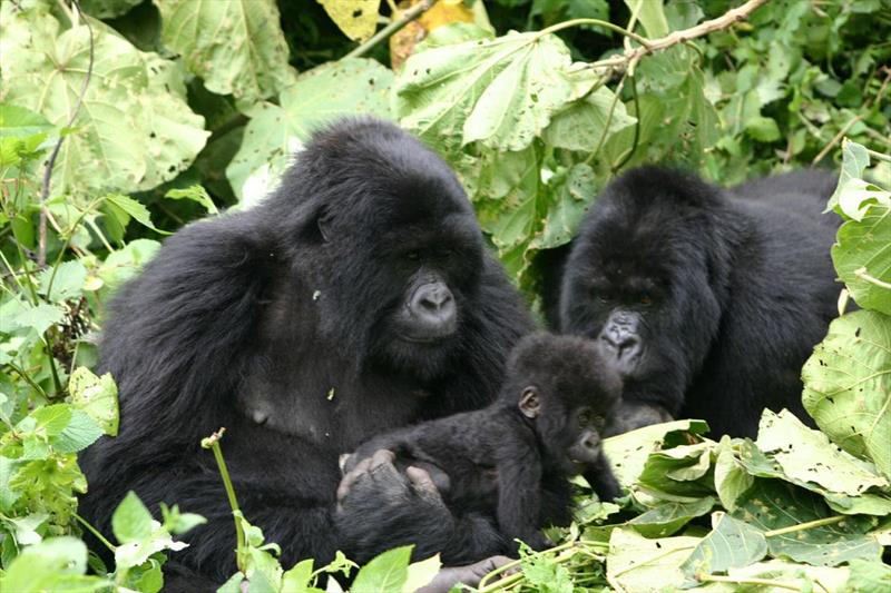 Gorilla trekking regions in Bwindi