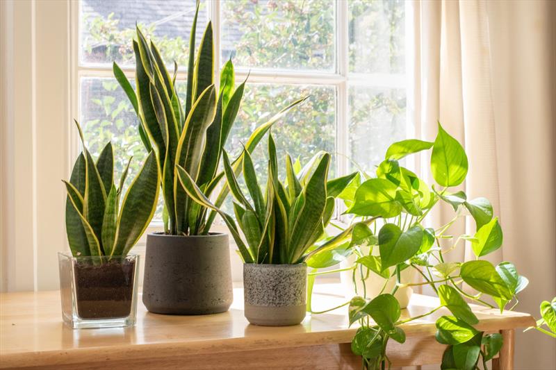 The best indoor plants for your home.