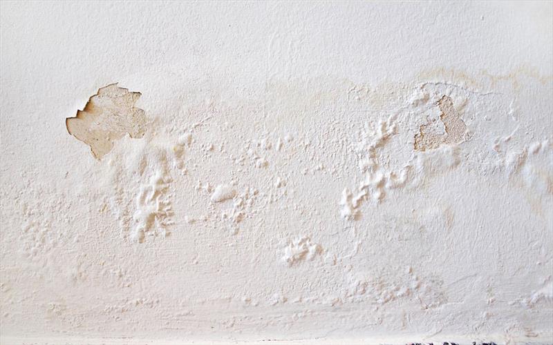 How to remove mold from your home