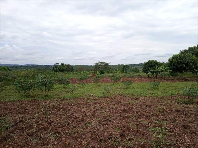 Cheap land for sale in Uganda