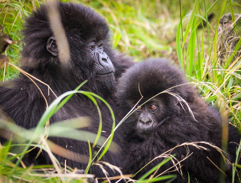 4 days Rwanda gorilla tour and Dian Fossey hike