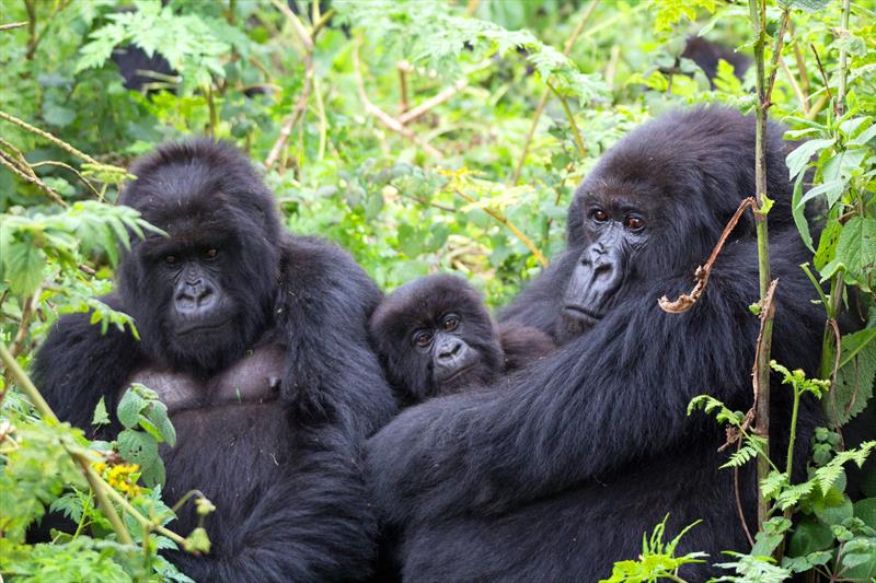4 Days Bwindi and Mgahinga Double Gorilla Trekking