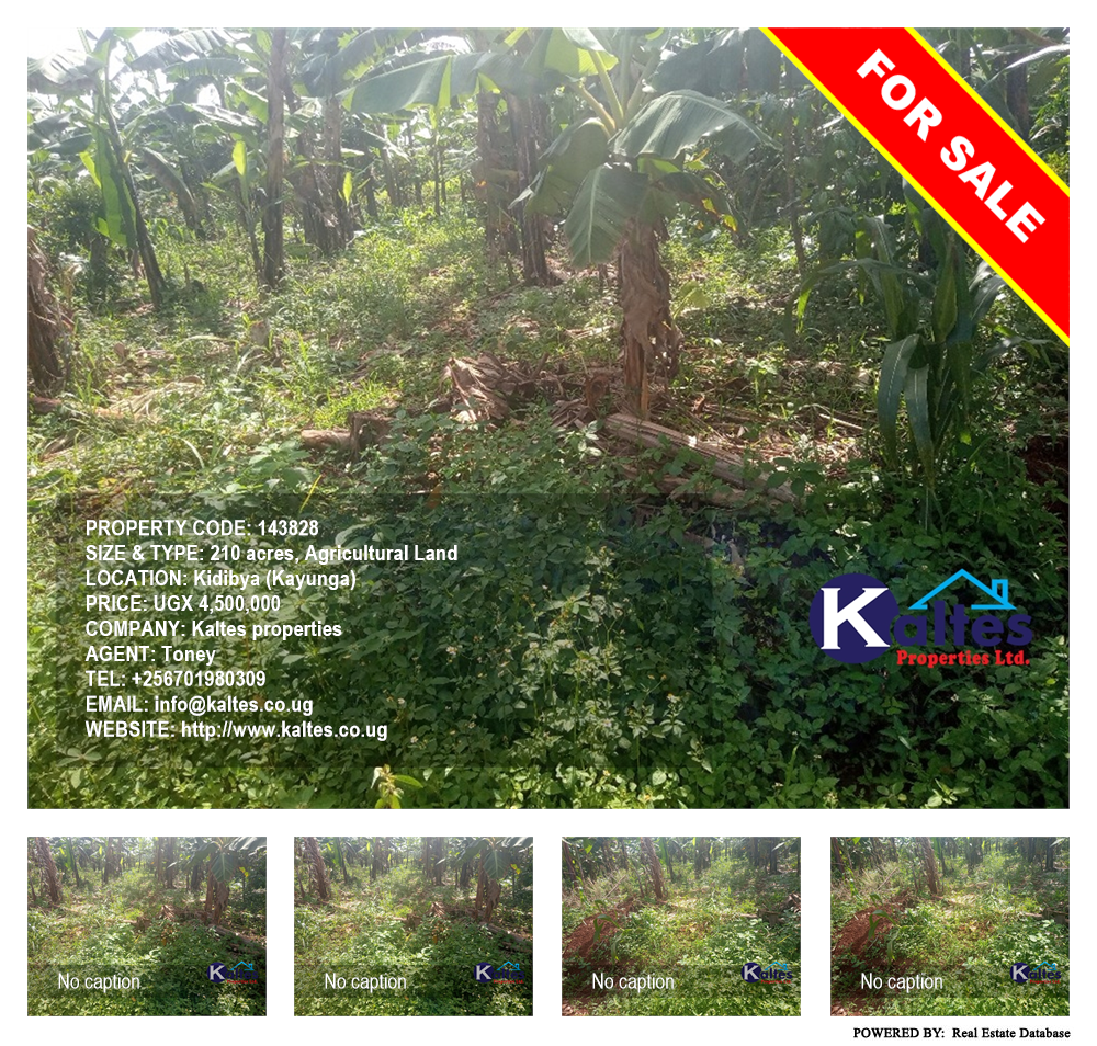 Agricultural Land  for sale in Kidibya Kayunga Uganda, code: 143828