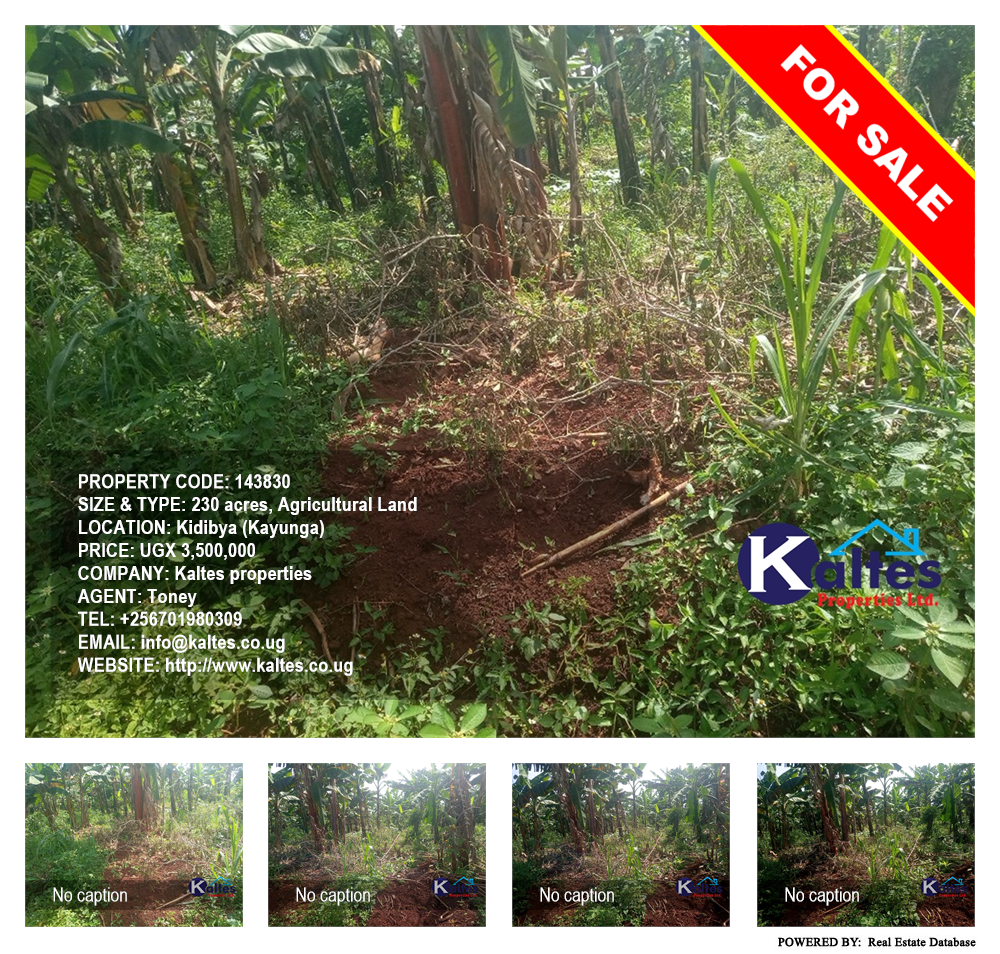 Agricultural Land  for sale in Kidibya Kayunga Uganda, code: 143830