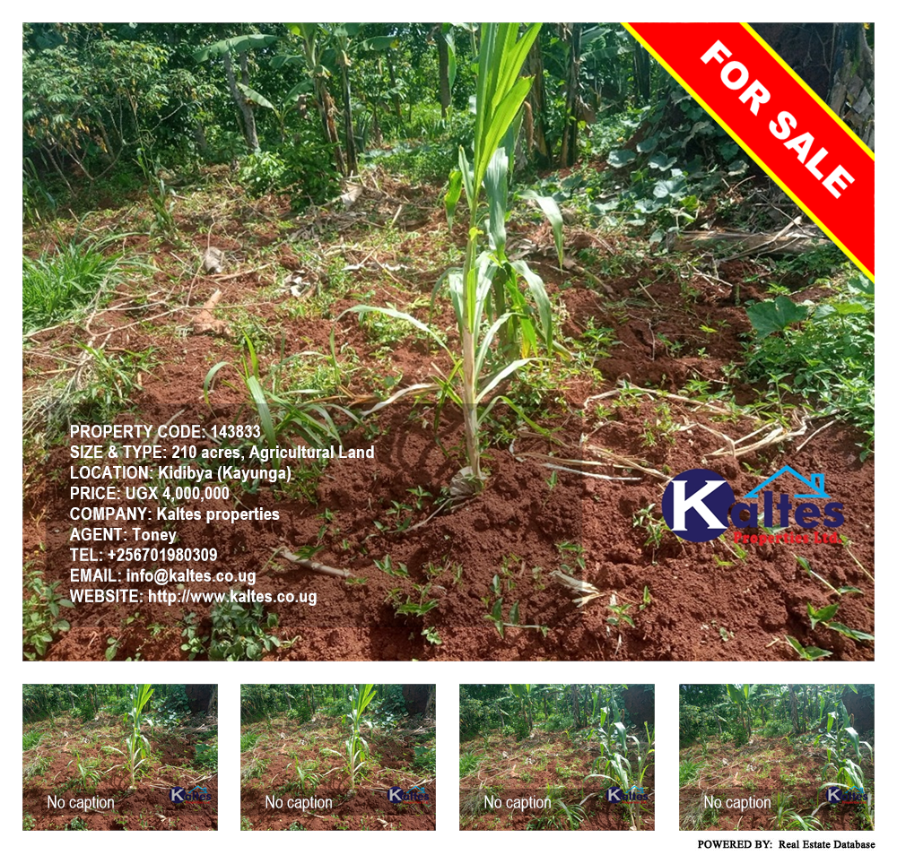 Agricultural Land  for sale in Kidibya Kayunga Uganda, code: 143833