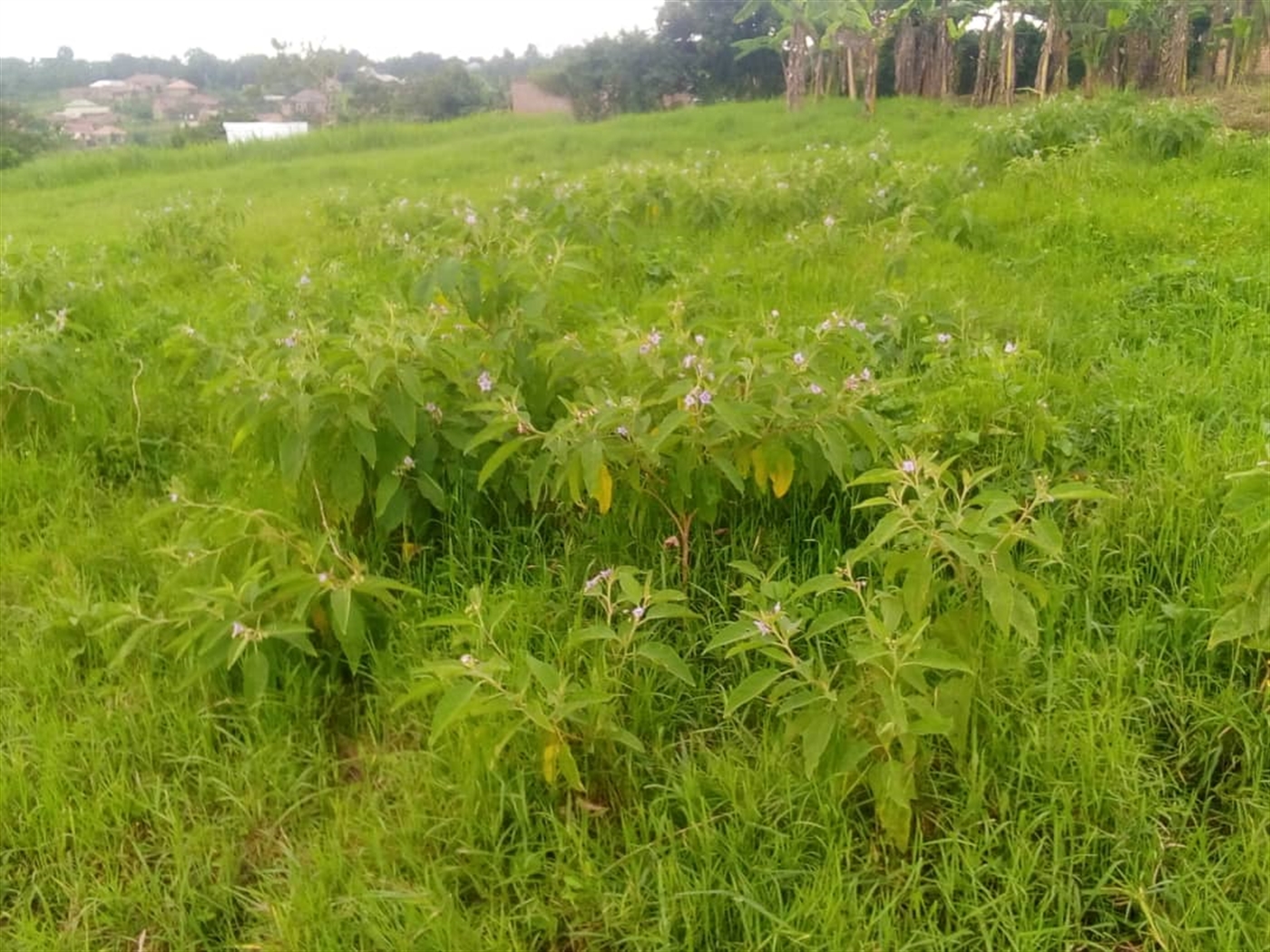 Residential Land for sale in Nakawuka Wakiso