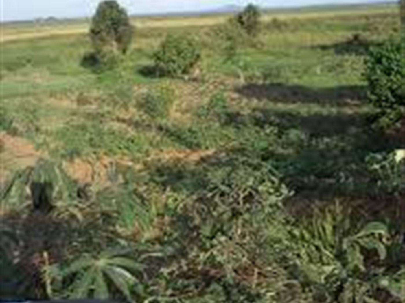 Agricultural Land for sale in Migyeera Nakasongola