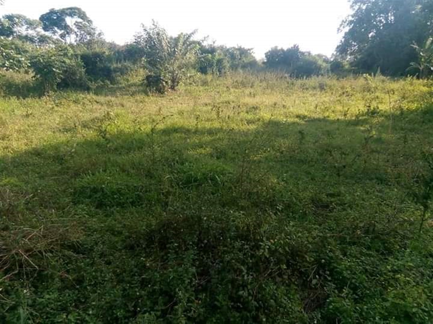 Multipurpose Land for sale in Kassanda Mityana