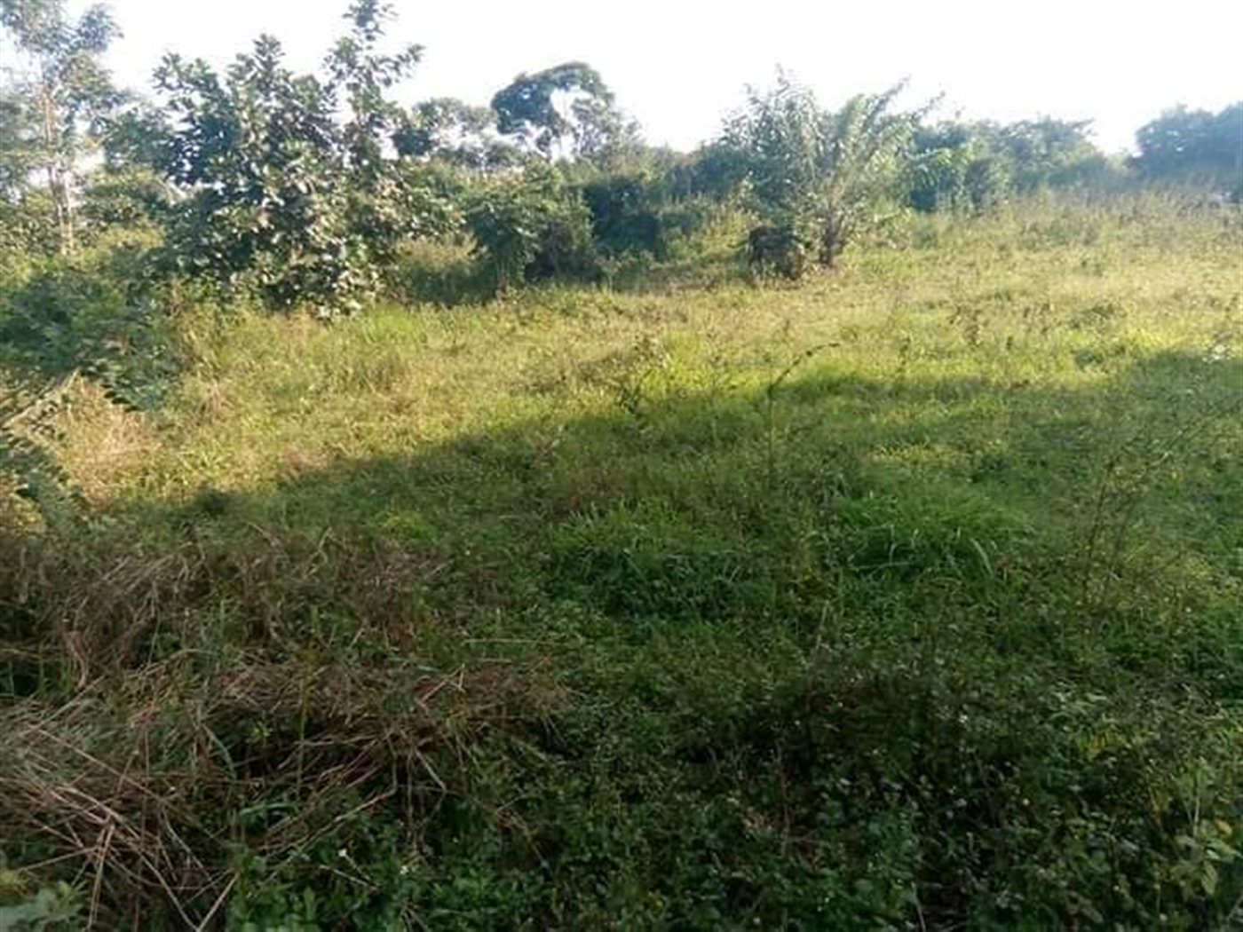 Multipurpose Land for sale in Kassanda Mityana