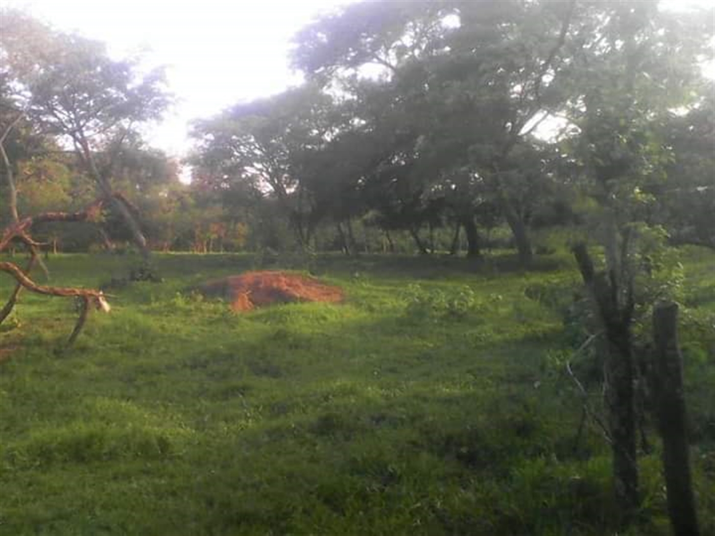 Multipurpose Land for sale in Kassanda Mityana