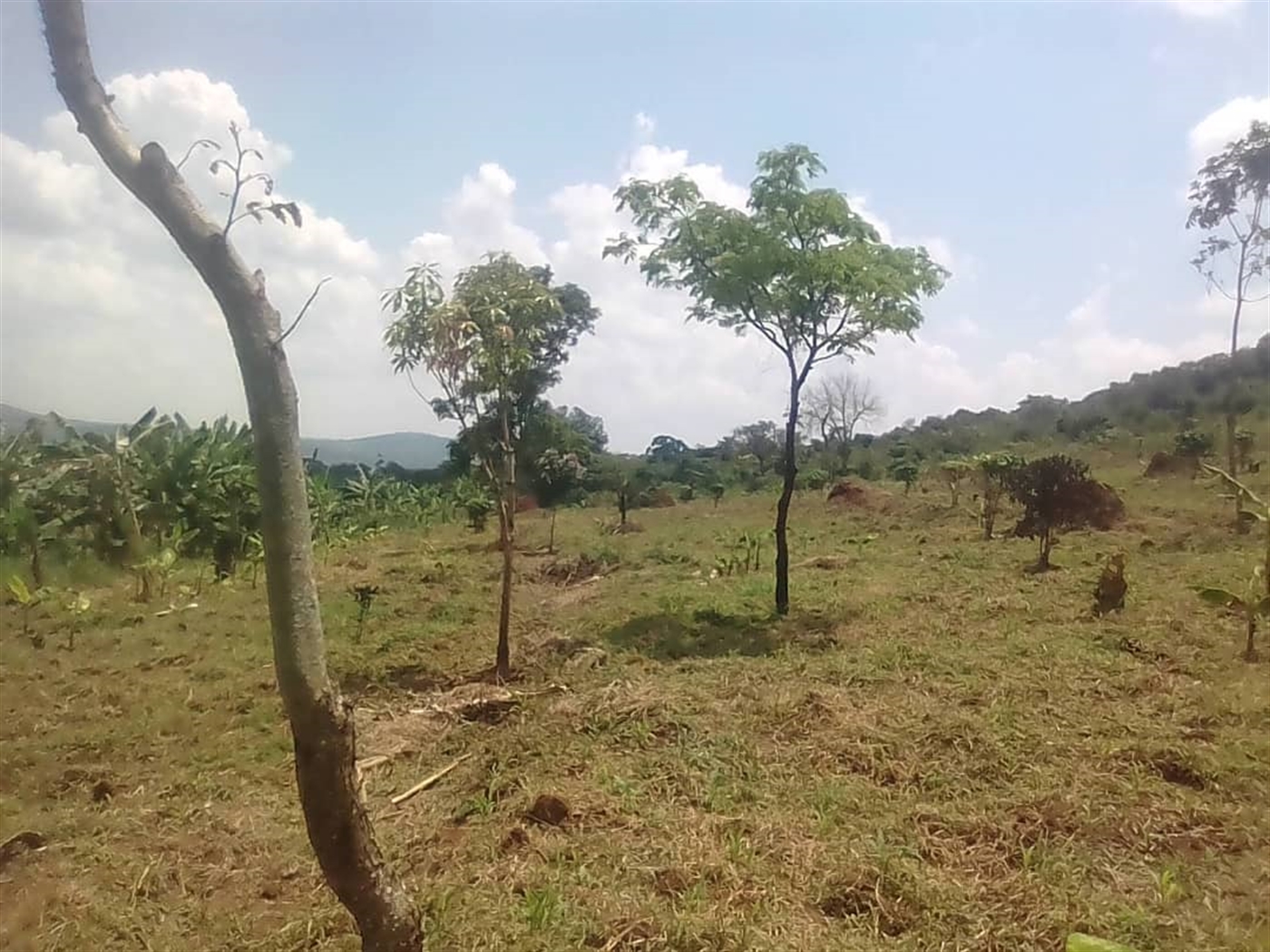 Agricultural Land for sale in Busunjju Wakiso