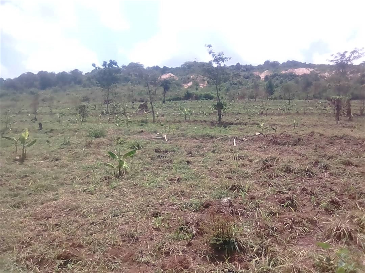 Agricultural Land for sale in Busunjju Wakiso