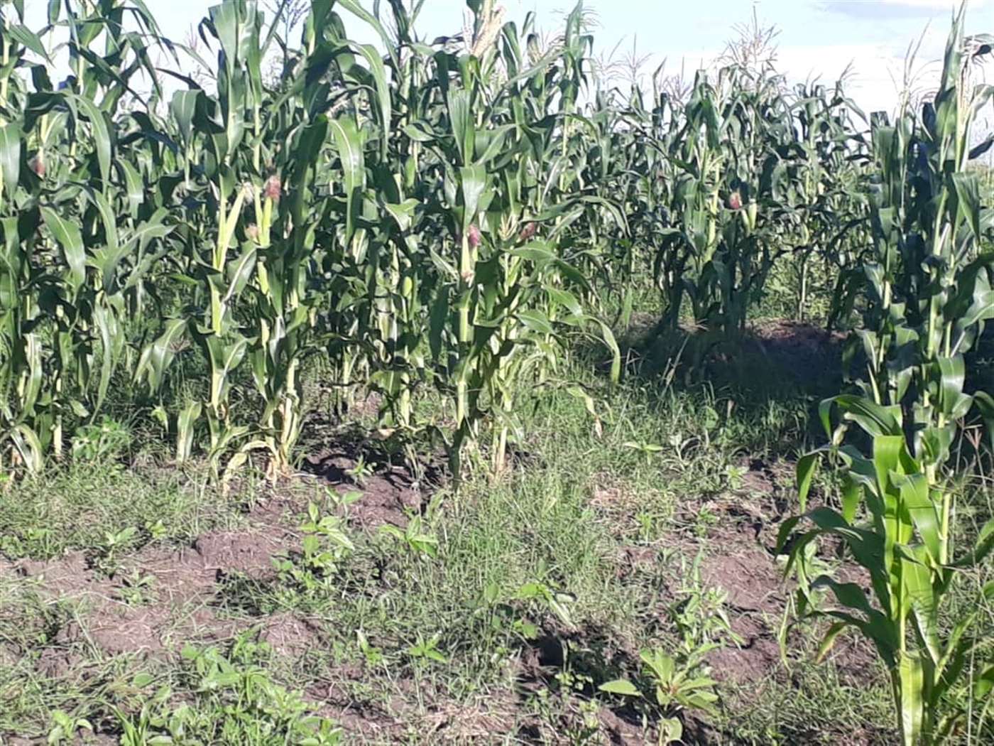 Agricultural Land for sale in Galilaya Kayunga