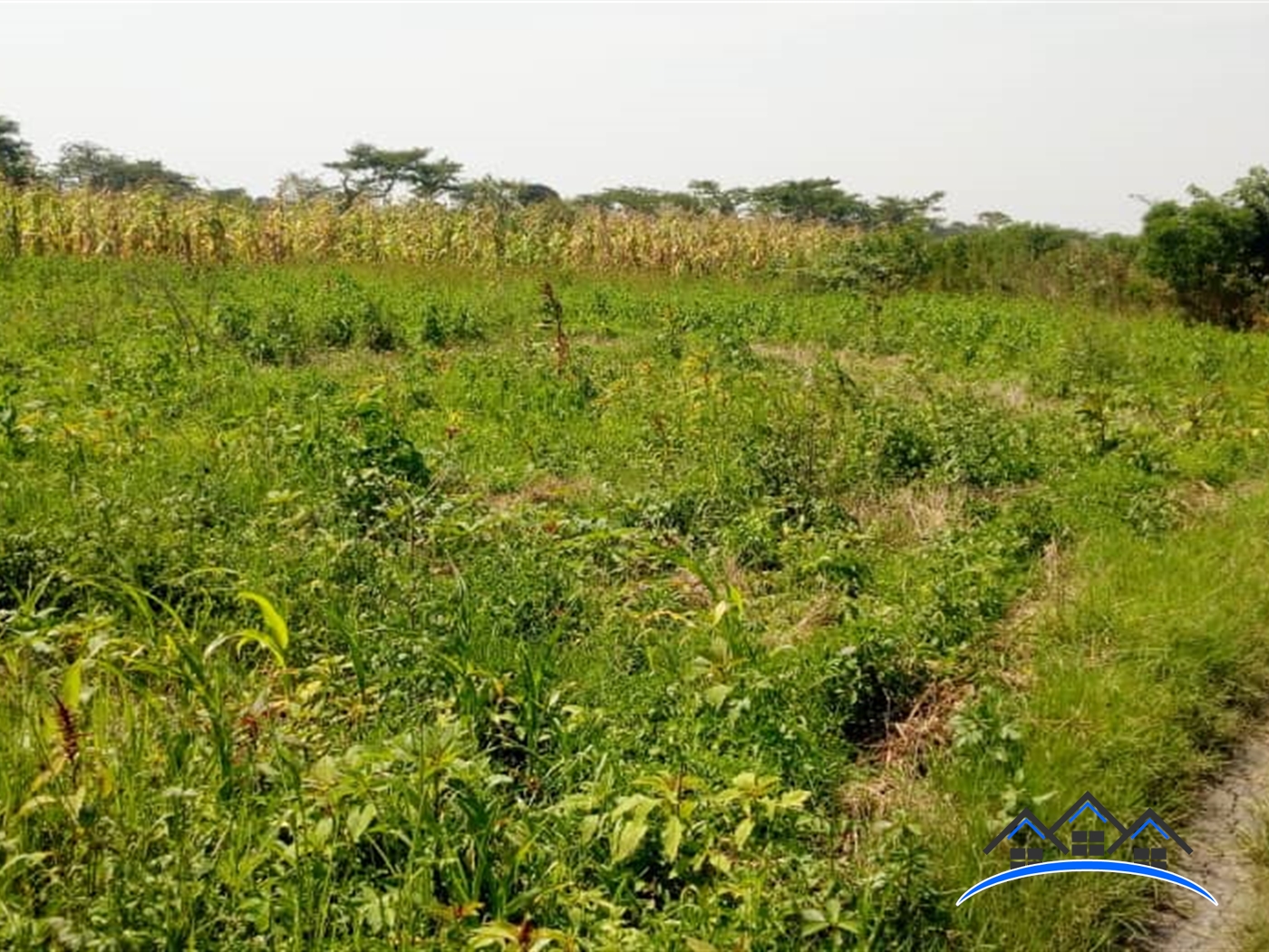 Agricultural Land for sale in Myanzi Mityana