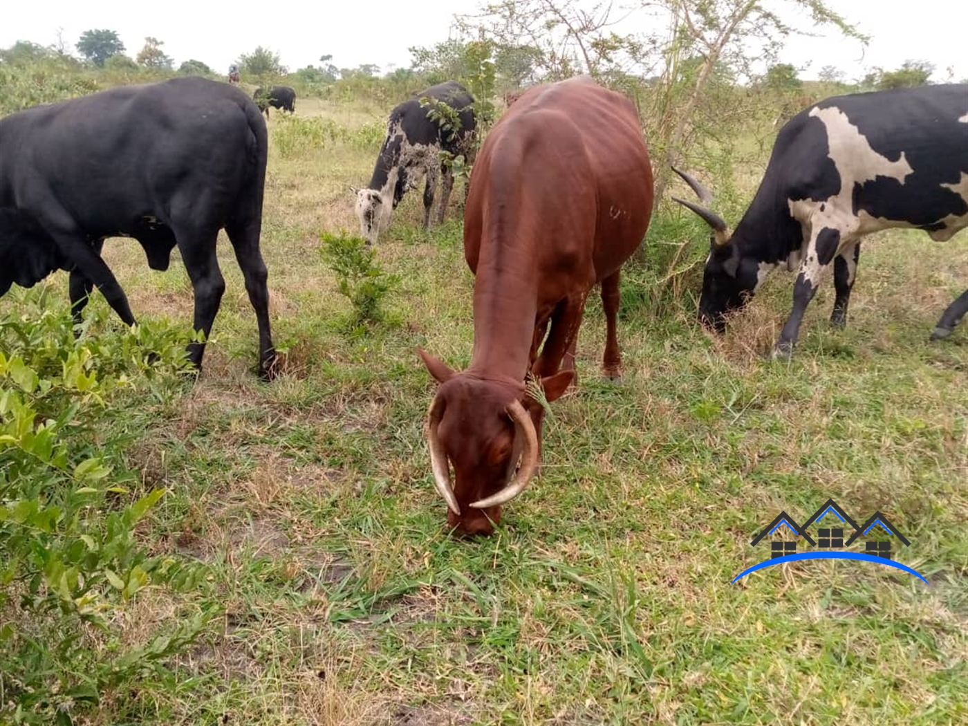 Agricultural Land for sale in Mulunya Kiboga