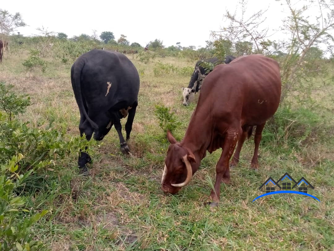 Agricultural Land for sale in Mulunya Kiboga