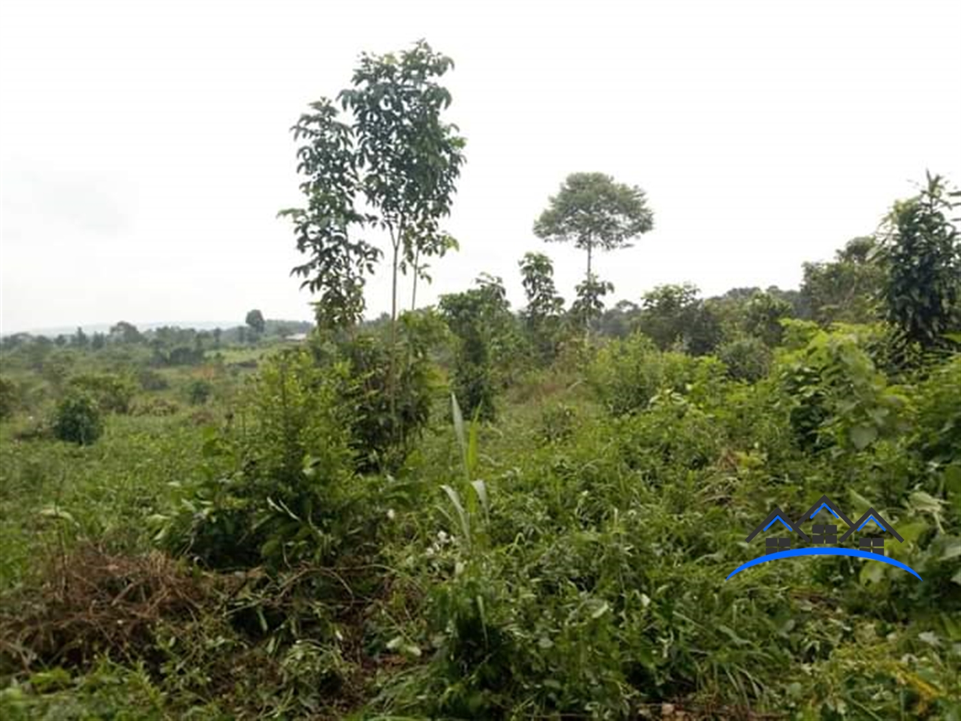 Agricultural Land for sale in Ziloobwe Luweero