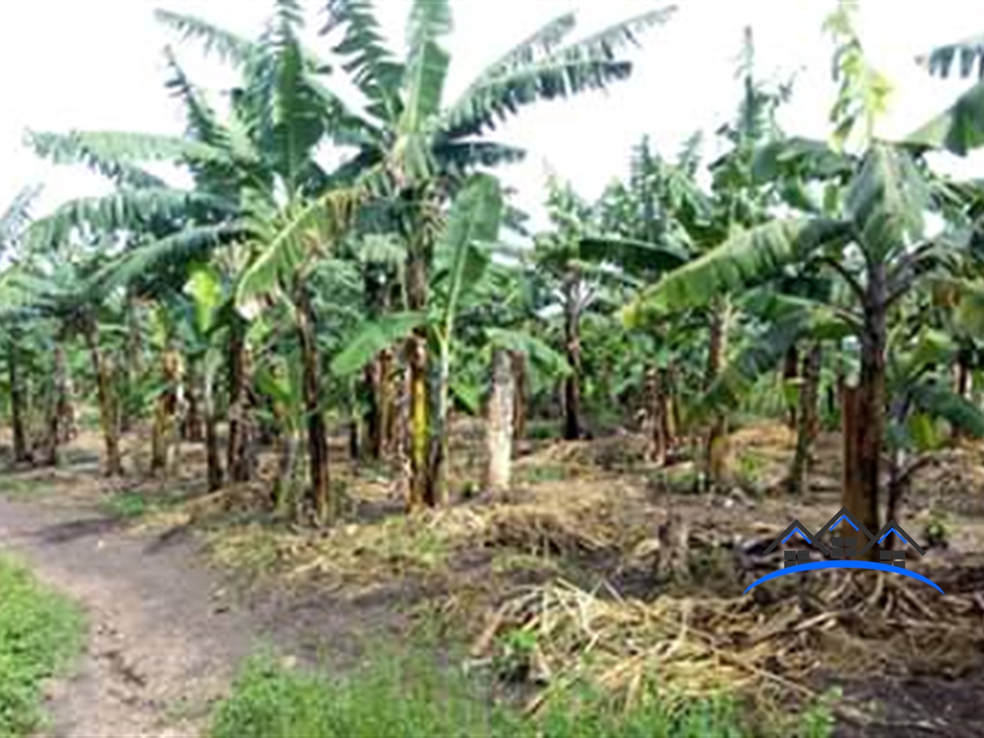 Agricultural Land for sale in Rwibale Kyenjojo