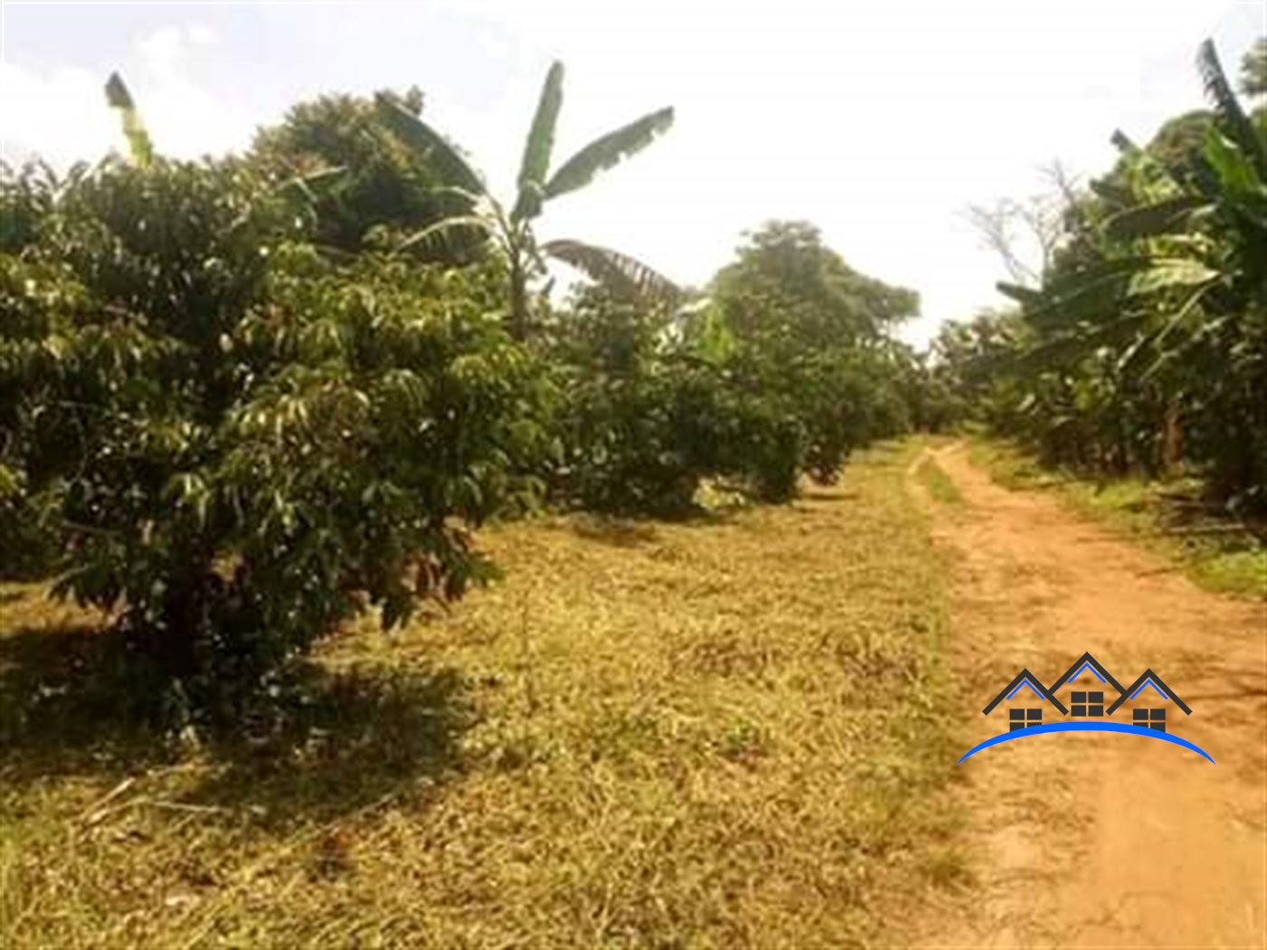 Agricultural Land for sale in Wakataama Nakaseke
