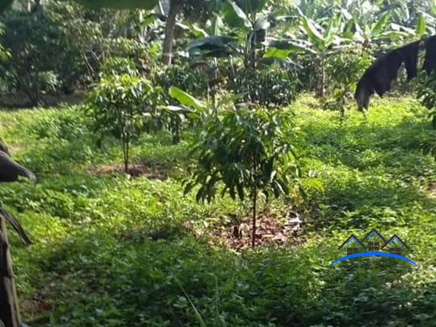 Agricultural Land for sale in Nkokonjeru Mukono