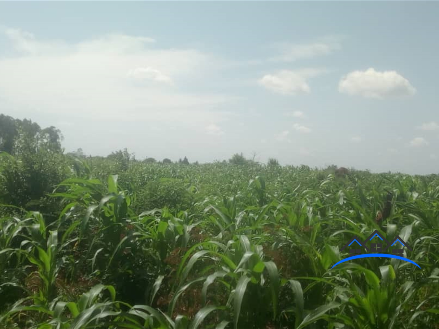 Agricultural Land for sale in Bubuubi Luweero