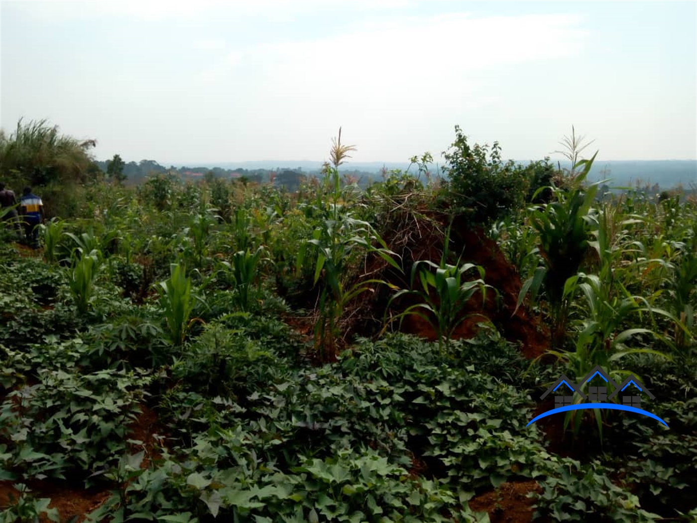 Residential Land for sale in Bukeelele Wakiso