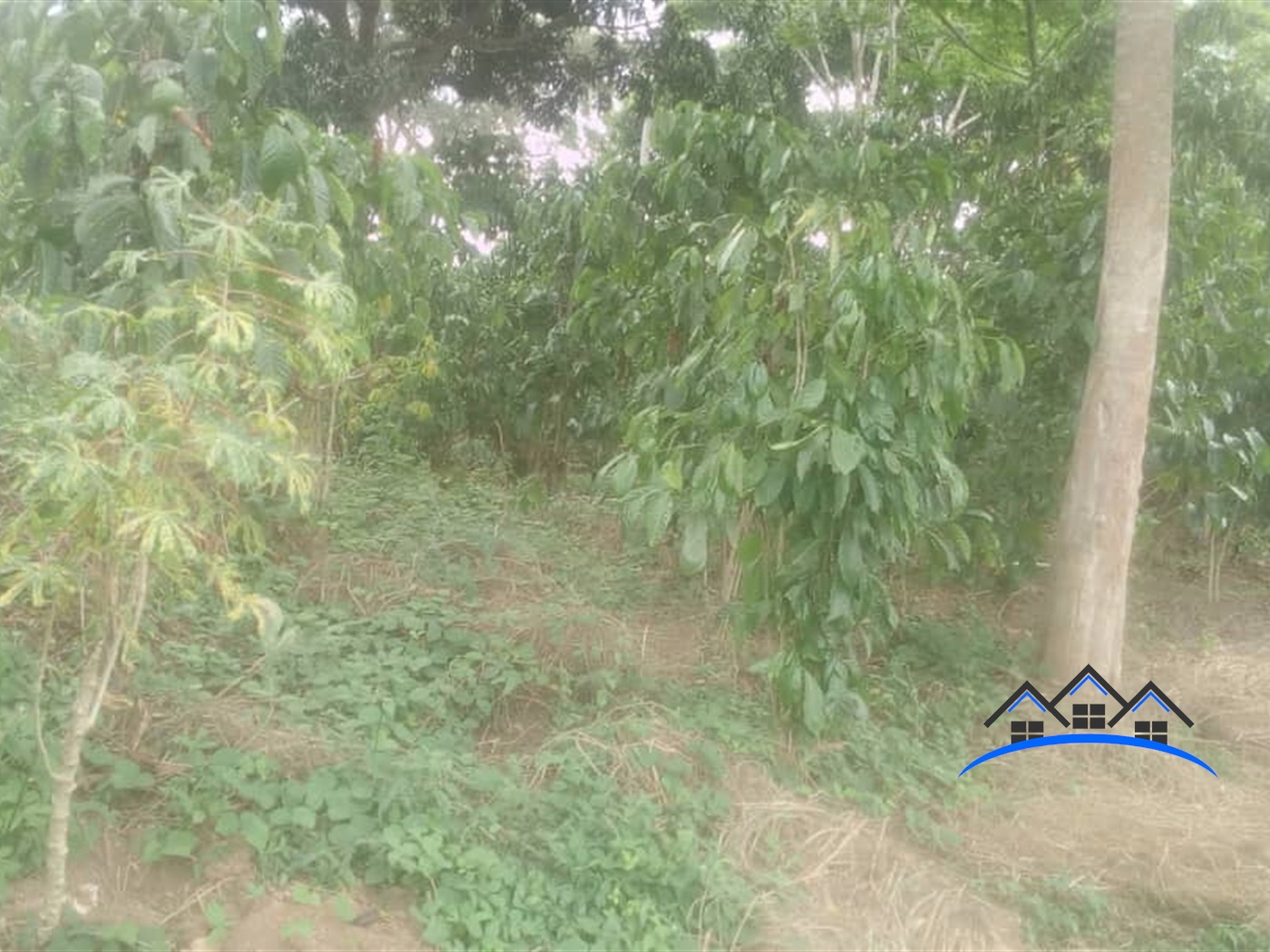 Agricultural Land for sale in Kimwanyi Luweero
