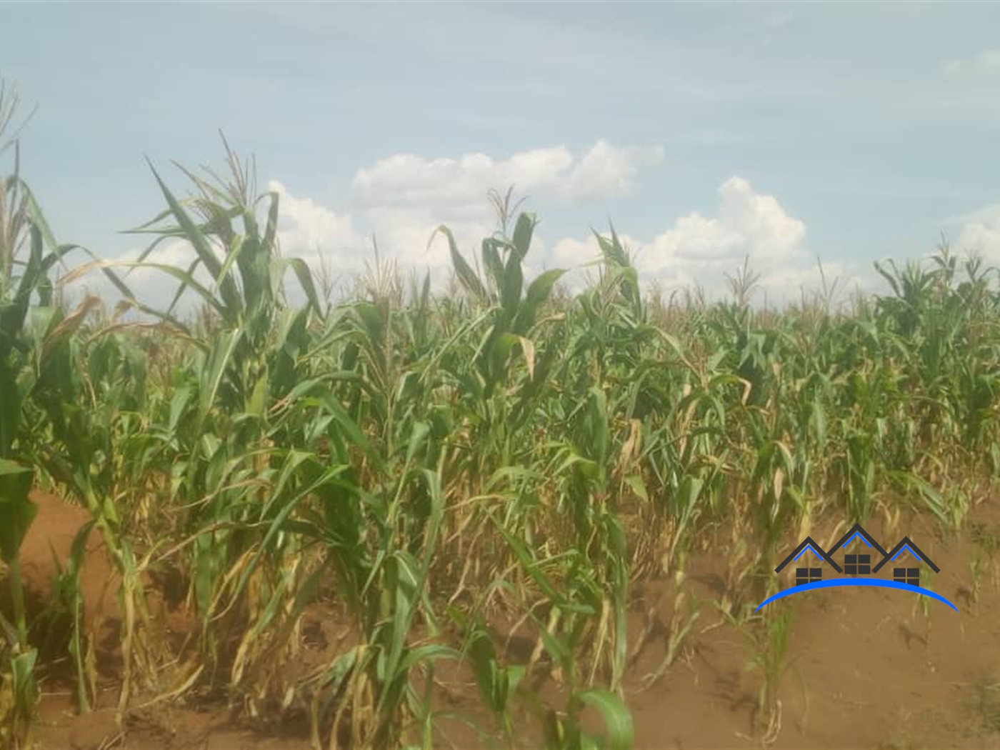 Agricultural Land for sale in Wakyato Nakaseke