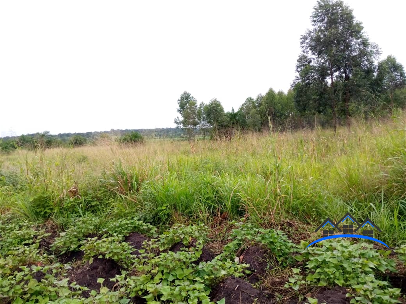 Agricultural Land for sale in Kasanbye Nakaseke