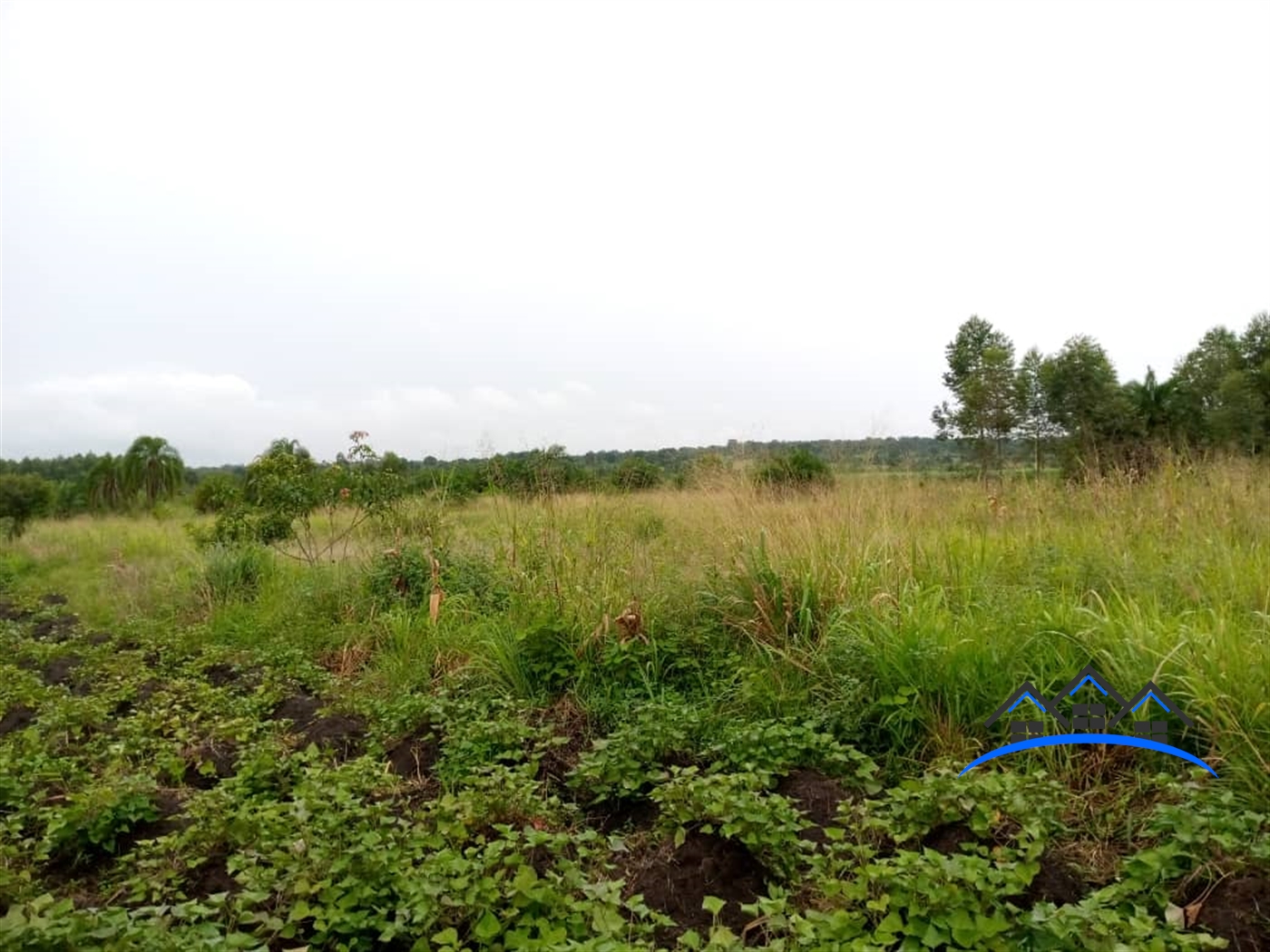 Agricultural Land for sale in Kasanbye Nakaseke