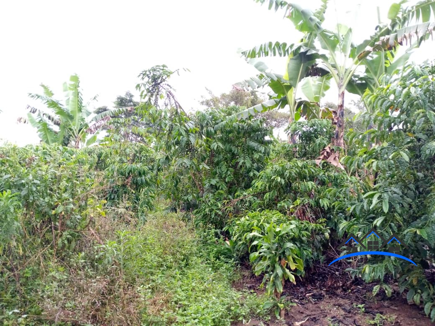 Agricultural Land for sale in Kasanbye Nakaseke