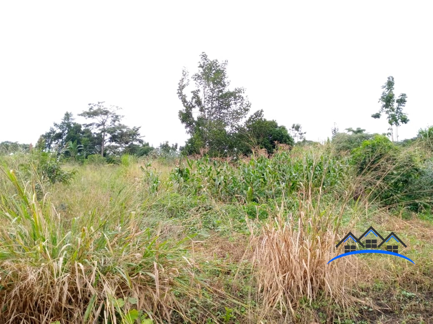 Agricultural Land for sale in Kasanbye Nakaseke