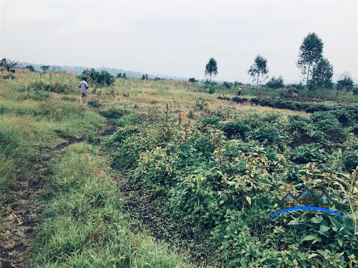 Agricultural Land for sale in Kisumula Nakaseke