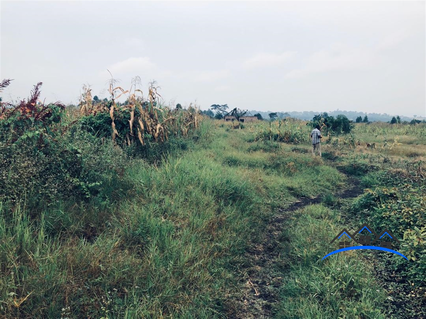 Agricultural Land for sale in Kisumula Nakaseke