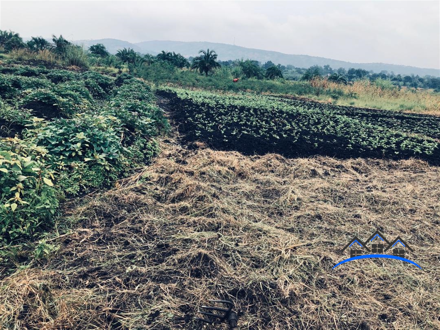 Agricultural Land for sale in Kisumula Nakaseke