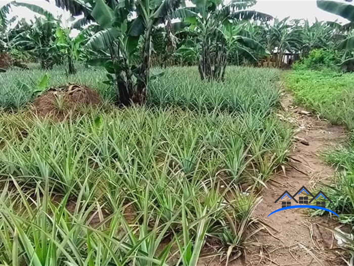 Agricultural Land for sale in Kikyuusa Luweero