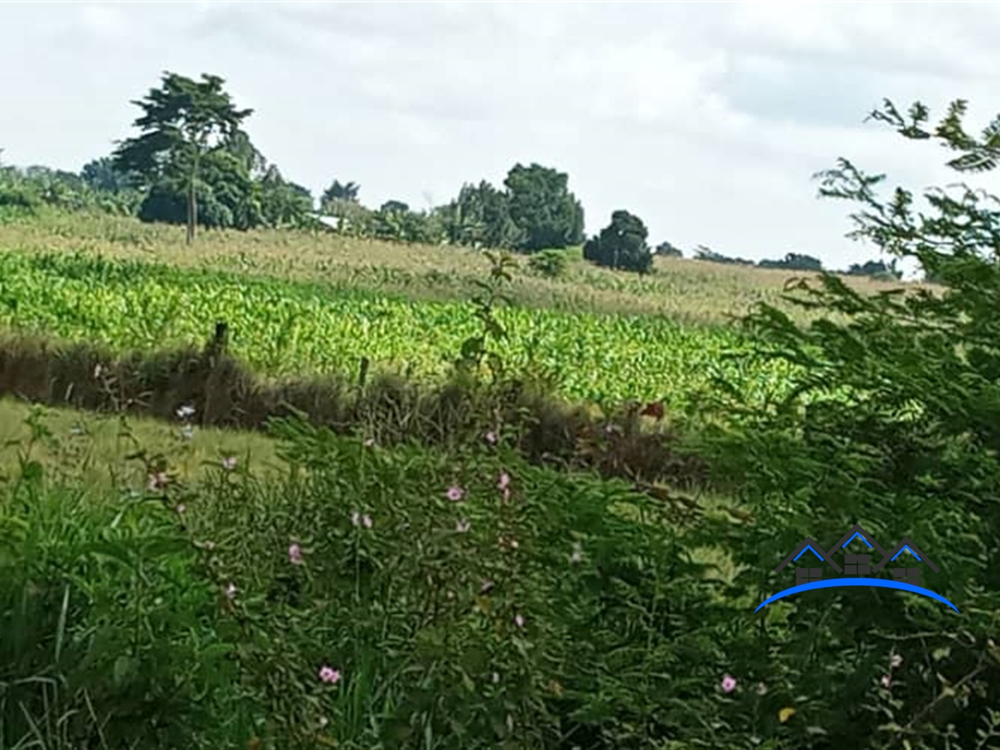 Agricultural Land for sale in Kikyuusa Luweero