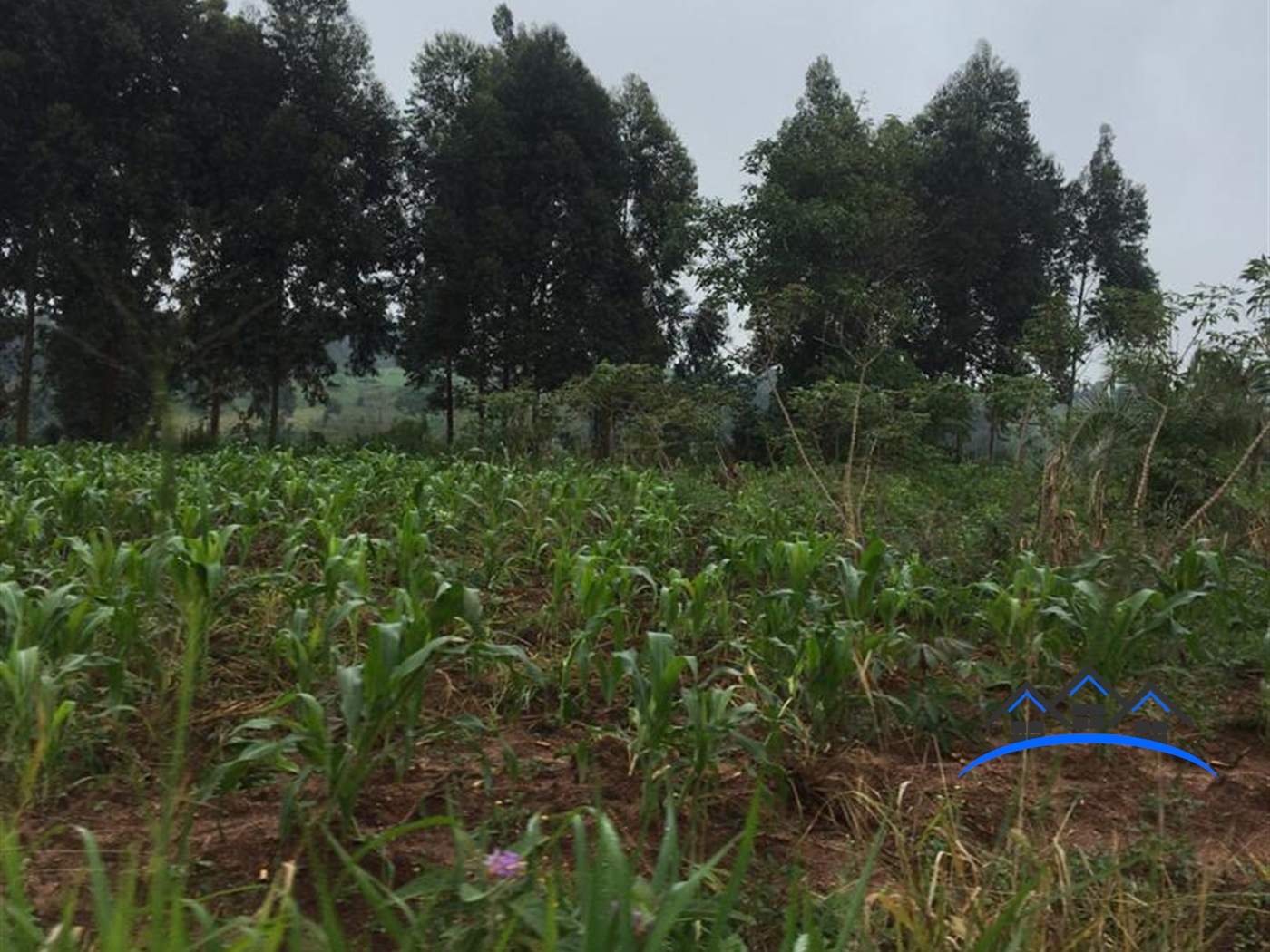 Multipurpose Land for sale in Kakumilo Mubende