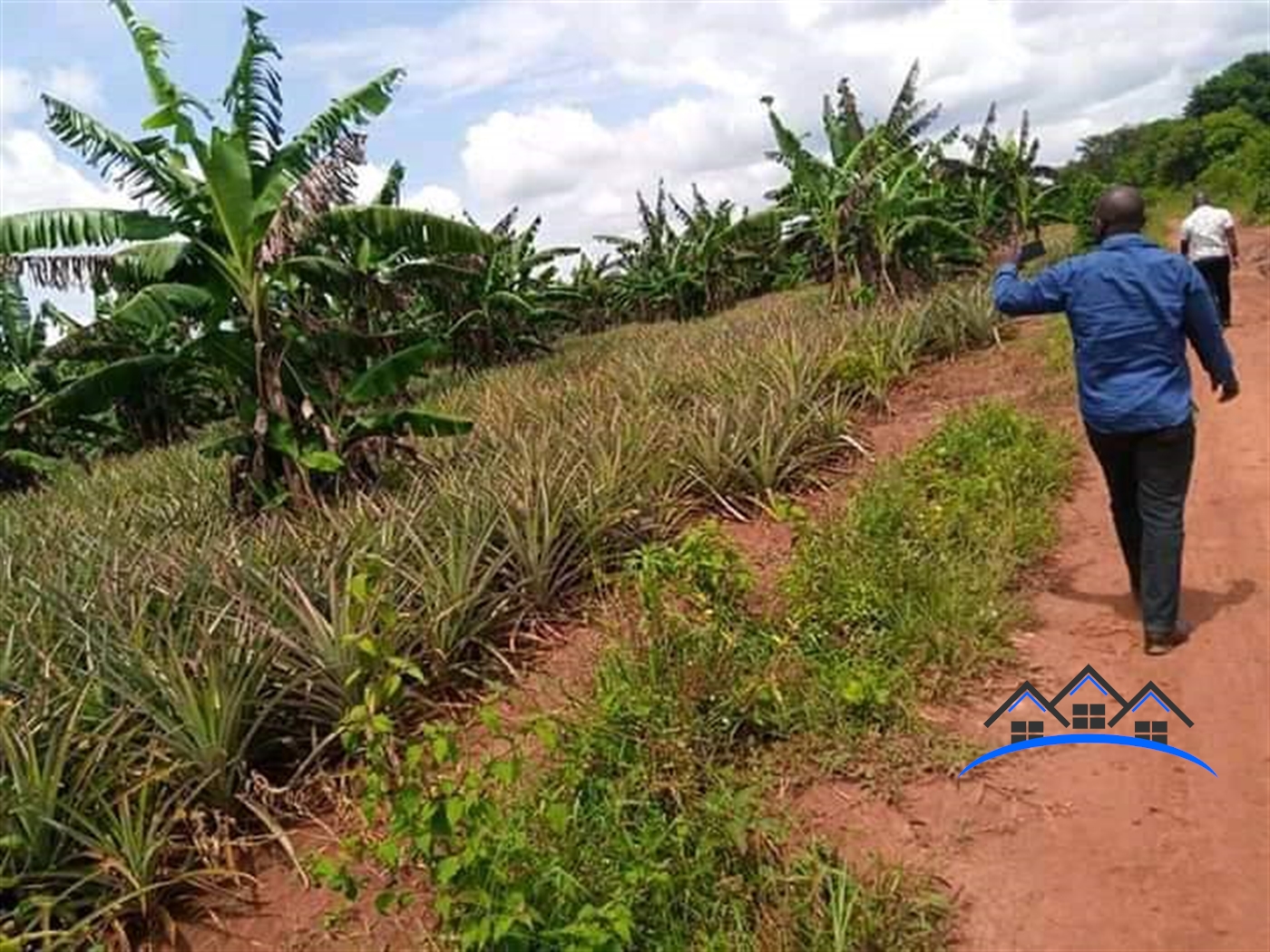 Agricultural Land for sale in Kikyuusa Luweero