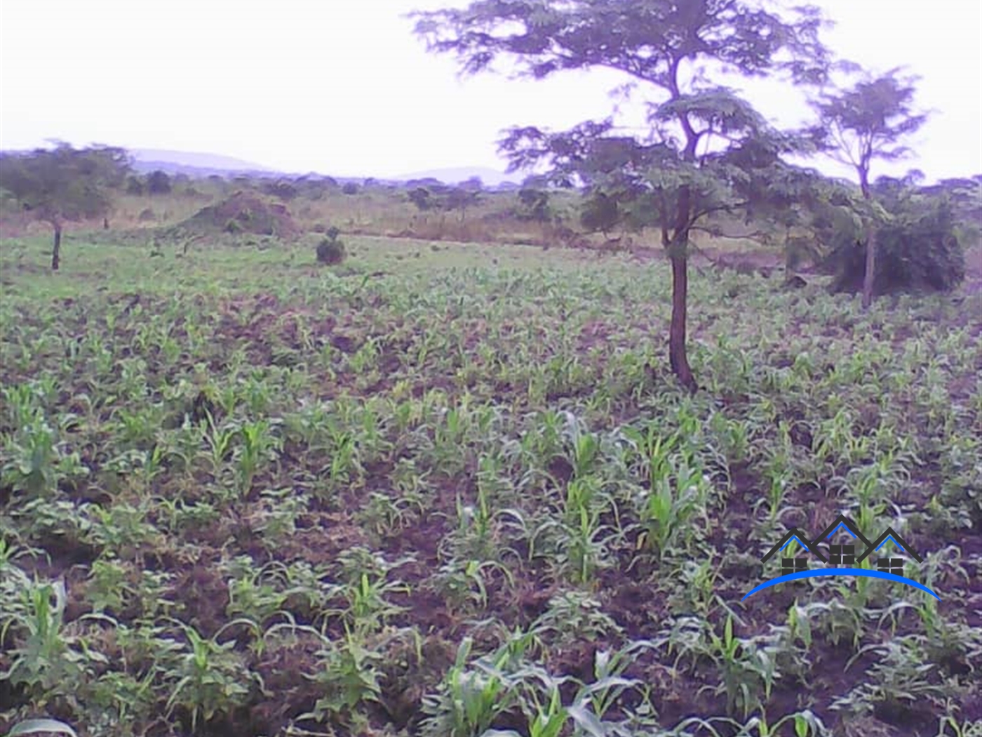 Multipurpose Land for sale in Nabisojjo Nakaseke