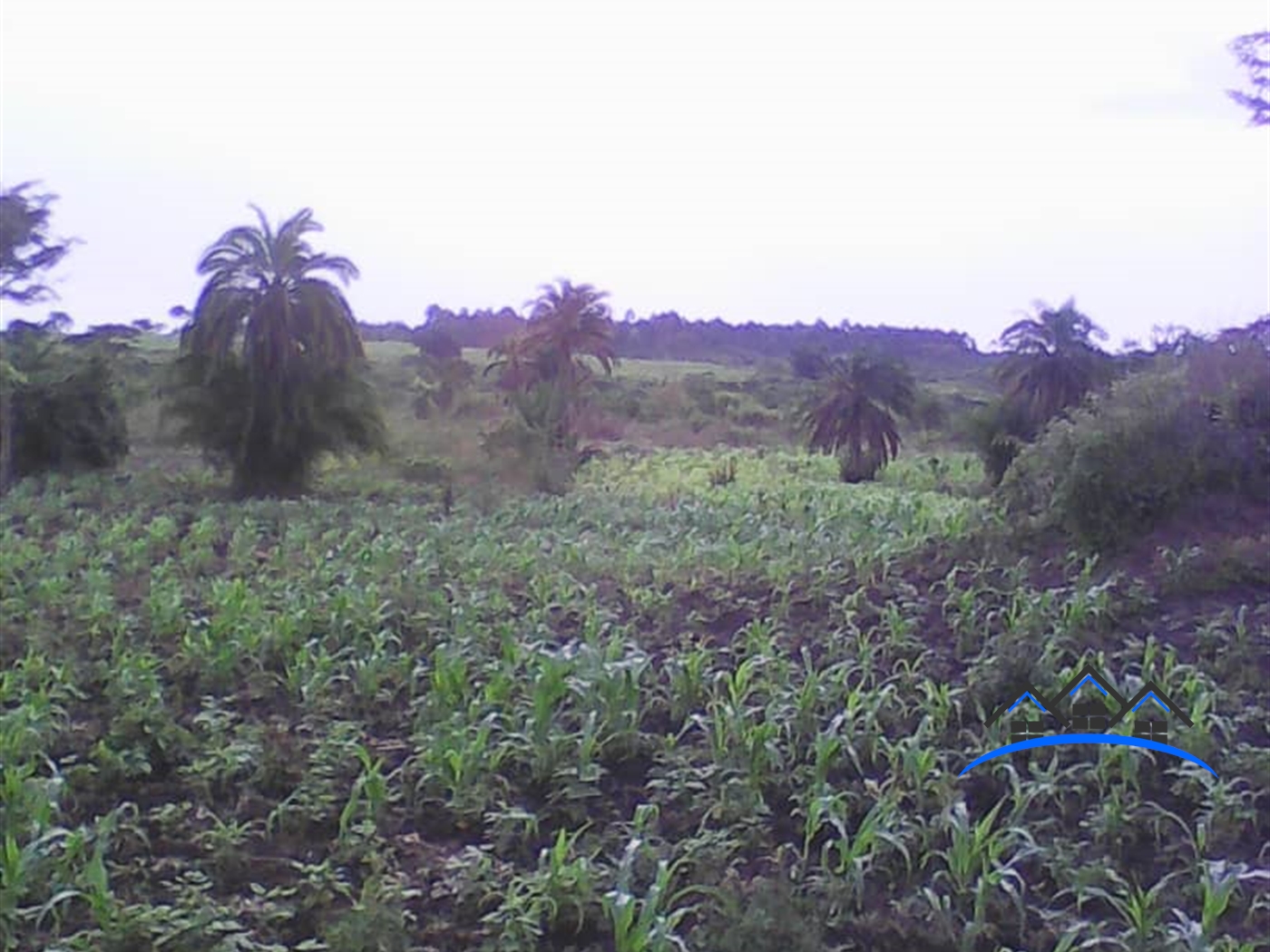 Multipurpose Land for sale in Nabisojjo Nakaseke